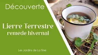 Remède naturel contre la toux - Les jardins de La Tine - Lierre terrestre