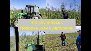 Как повысить урожайность с помощью покровных культур, и не допустить ошибок