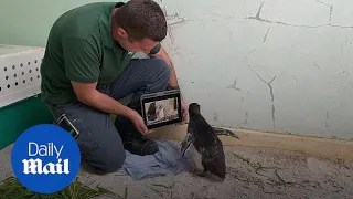 Lonely Rockhopper penguin watches Pingu on iPad at Perth Zoo