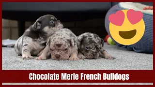 Chocolate Merle French Bulldogs