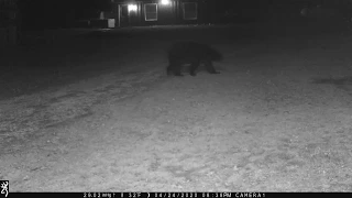 Black Bear messes with my game trail camera!