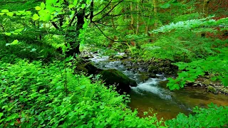 4K HDR Relaxing mountain river.  Peaceful river sound and birds chirping in the forest.