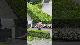 Trim this hedge you say? Hold my beer 👍 #youtubeshorts #shorts #asmr #satisfyingasmr #gardens #diy