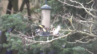 Squabbling goldfinches