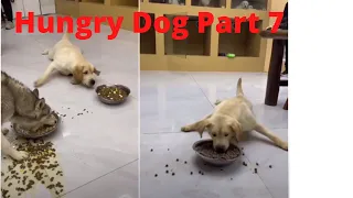 hungry dog part 7