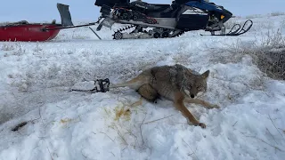 Getting ready for spring coyote trapping. #mountainmen #spyhigh #coyotes