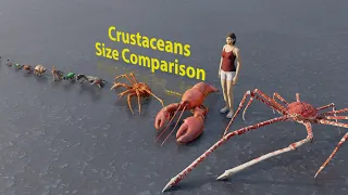 Crustaceans size comparison | Rodents size comparison | 3D Animation #animation #animals