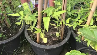 Planting Pole Beans in Containers