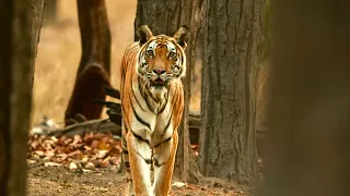 Tiger Protects Her Cubs from Bear | 4K UHD | Dynasties | BBC Earth