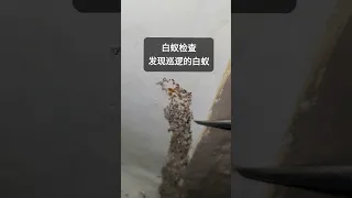 发现巡逻的白蚁