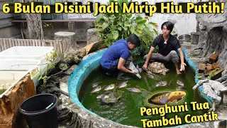 MENGEJUTKAN! SETENGAH TAHUN KOLAM TAK DIKURAS IKAN NYA MALAH MAKIN BESAR