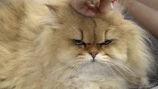 FEROCIOUS cat attacks his groomer