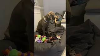 Björn Weimaraner likes toys which are doing crazy sounds 😂 #weimaraner #puppy #funnydogs #funny