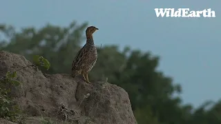 WildEarth - Sunset Safari - 17  Dec 2022