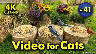 4K TV For Cats | Spring Fling | Bird and Squirrel Watching | Video 41