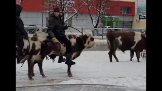 В Брянске у мясокомбината сняли видео с наездниками на вездеходных коровах