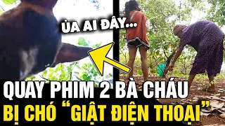 Đang đặt điện thoại 'QUAY CẢNH', bé gái bị chú chó 'GIẬT ĐIỆN THOẠI' chạy mất | Tin Nhanh 3 Phút