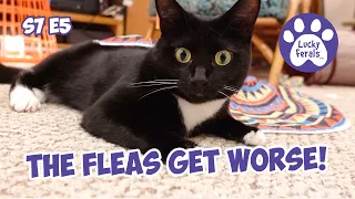 The Flea War Intensifies! - S7 E5 - Lucky Ferals Vlog - Life With 11 Cats - Cat Video Compilation