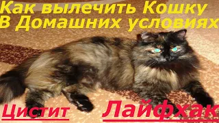 Если у вашей КОШКИ ЦИСТИТ. If your cat has cystitis or difficulty urinating.