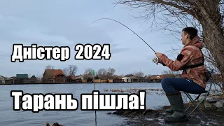 Тарань пішла! Перша рибалка на річці Дністер 2024