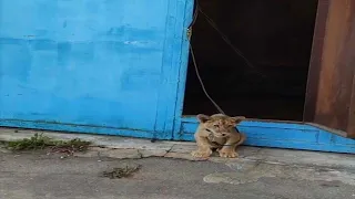 В Москве нашли львёнка в гараже, его содержали в ужасных условиях, он не видел белого света