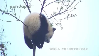 самый ленивый панда в мире