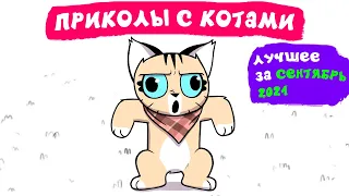 Приколы с котами. ЛУЧШЕЕ ЗА СЕНТЯБРЬ 2021 | Мемозг