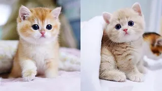 Baby Cats - Cute and Funny Cat Videos Compilation #57 | Aww Animals
