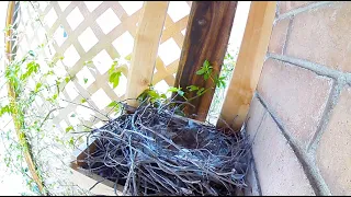 Roadrunner Nest March 11, 2024