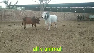 Bulls Wonderfull Meeting With Cow | white Yong Bull Breeding  Cow | Part-1