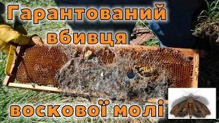 🔴Як миттєво знищити воскову міль?