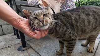 After a while, the old cat got used to us and started purring