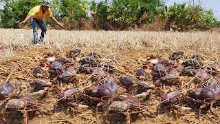 amazing fishing! today a fisherman skill catch  Crab a lots in Field by best hand #fishing #video