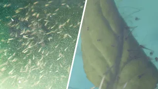 First feeding of Koi fry! | Breeding project part 6