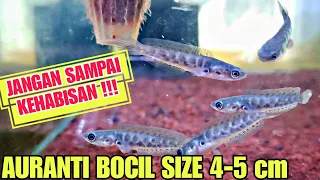 AURANTI BOCIL SIZE 4-5 cm, JANGAN SAMPAI KEHABISAN !!! UPDATE HARGA IKAN CHANNA DI PASAR PARUNG