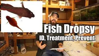 Fish Dropsy | Fish Bloat - Symptoms, Causes, Prevention & Treatment