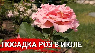 ПОСАДКА РОЗ В ИЮЛЕ