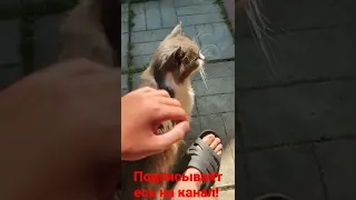 кот и ласка!