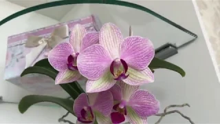 Роскошные цветущие орхидеи у меня дома ) Дикий Кот, Каода, Манхеттен и тд и тп))))))))