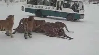 Raw Encounter with the Circle of Life at the Harbin Siberian Tiger Park