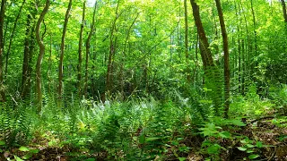 Nature Soundscape of Bird Sounds on a Beautiful Green Forest