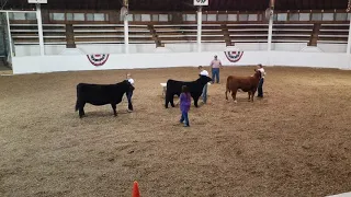 Mahaska County 4-H Beef Showmanship - Part 1