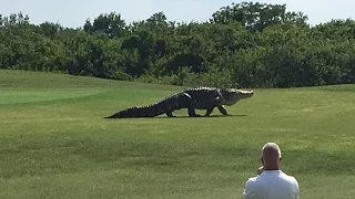 Is this giant gator real or fake?