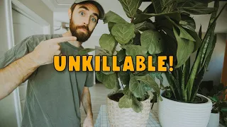 EASY House Plants for Beginners | Great Low Light Plants You Can't Kill