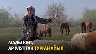 Малы көп, ар улуттан турган айыл