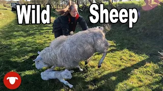 The CHEVIOTS have started LAMBING  |  Day 14 Lambing 23