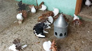 Голубиная ферма в России / Pigeon Farm in Russia