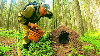 ГРИБНИК В ШОКЕ ОШАРАШЕН НАШЁЛ ЭТО ОБАЛДЕЛ! Сбор грибов в Карелии, поход в грибной лес. Грибы 2023