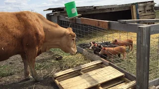 What Happens When Cows Meet Pigs