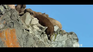 Walruses Falling From Cliff